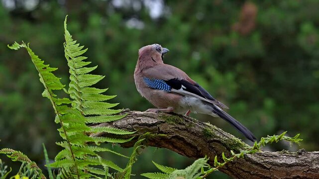Eurasian jay / European jay (Garrulus glandarius / Corvus glandarius) perched on tree branch and flying away in forest