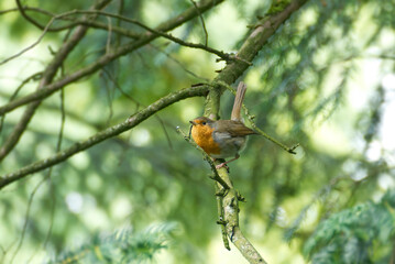 European robin (Erithacus rubecula) sitting on a tree branch in Zurich, Switzerland