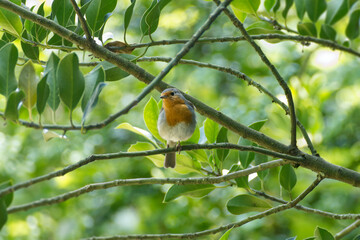 European robin (Erithacus rubecula) sitting on a tree branch in Zurich, Switzerland