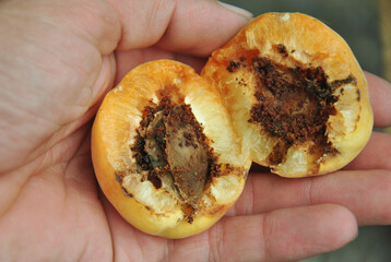 the apricot is spoiled by a worm on the palm. selective focus. spoiled harvest apricots