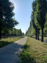 country road in the park