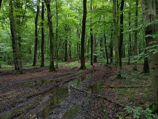 A broken road in a forest with a swamp. Large puddles on the forest road that passes through the trees and goes deep into the summer wet forest.
