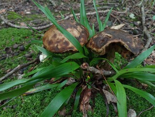 Old fallen tree stumps in the grass on the background of leaves in the forest. Among the moss and green grass, two edible boletus mushrooms grow.