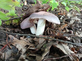 Two blue coots in a fallen leaf in the forest in summer. The topic of edible mushrooms and their growth in the forest.