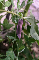 one purple pea pod on a plant in the garden