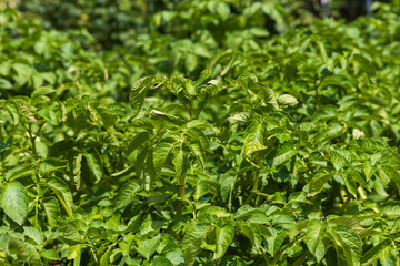 Green stalk of potato fruit in the garden.