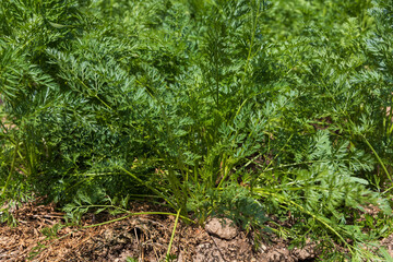 A grown green carrot stick. A large flower bed in the garden.