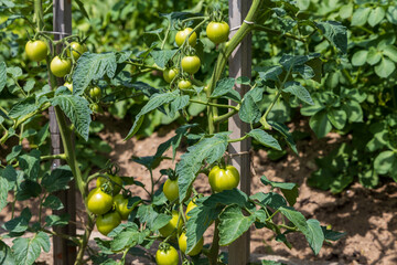 Small unripe green cherry tomato fruits in greenhouse