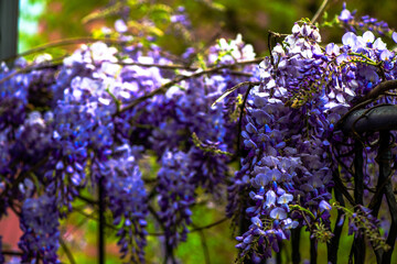 Nature's Detail: Macro Photo of Wisteria Sinensis in Bloom