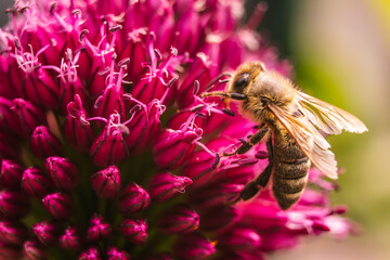 European Honey Bee on a garlic flower