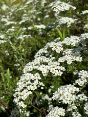 Ornamental shrubs that bloom with white flowers Spirea gray