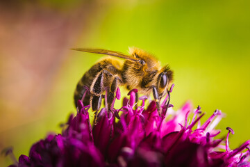 European Honey Bee on a garlic flower