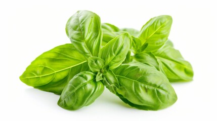 Basil leaves isolated on white background