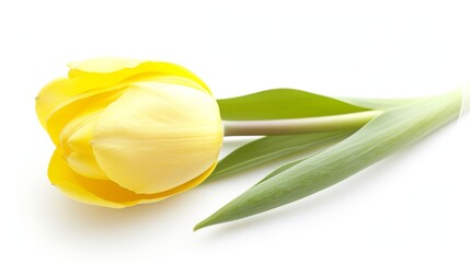 Yellow tulip isolated on white background