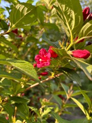 sunny day bush with large bright red flowers and a white center 