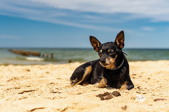 Mały czarny pinczer leży na piasku, plaża w słoneczny dzień.