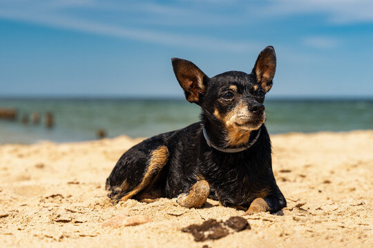 Mały czarny pinczer leży na piasku, plaża w słoneczny dzień.