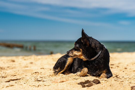 Mały czarny pinczer leży na piasku, plaża w słoneczny dzień.