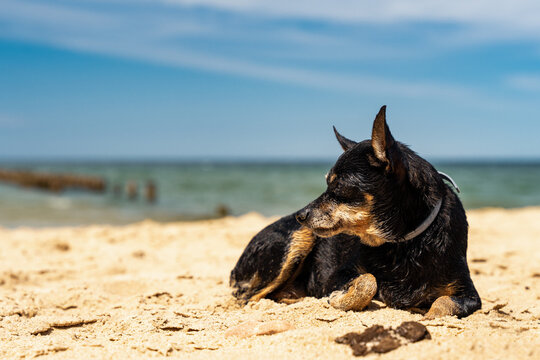 Mały czarny pinczer leży na piasku, plaża w słoneczny dzień.