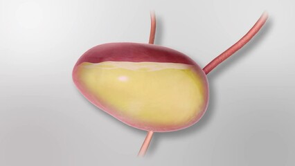 Bladder Filling and Emptying Animation