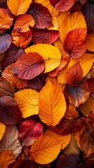 Wet Fall Foliage in Close-Up