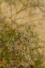 Small flower buds close up natural background. High quality photo