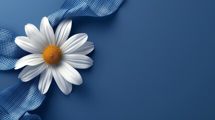 Single white daisy with blue ribbon on blue background. Copy space.