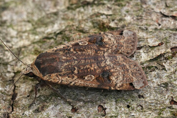 Closeup on one of the many morphs of European Large Yellow Underwing, Noctua pronuba