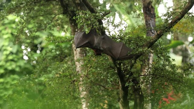 A small bat in an exotic landscape on a tree.