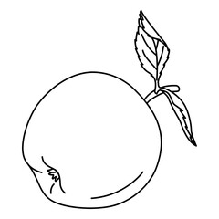 Apple with a leaf line art drawing coloring page. Ripe apple black and white vector illustration. Hand drawn doodle style.