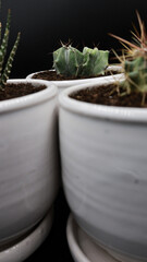 Cactus in a white pot