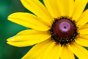 black eyed susan