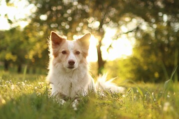 Cute mixed breed dog in grass looking at camera on meadow in sunset lights.