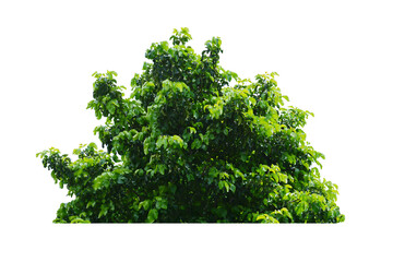 Obraz premium green bush isolated transparency background.