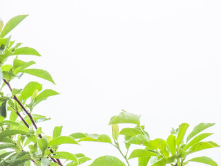 Walnut tree close up green leaves, drops of water after rain isolated on white background