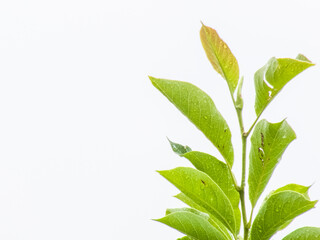 Walnut tree close up green leaves, drops of water after rain isolated on white background