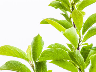 Walnut tree close up green leaves, drops of water after rain isolated on white background