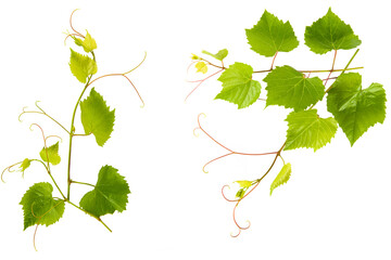 Collage of vine leaves on white. Pattern of vine leaves. Free space for text.