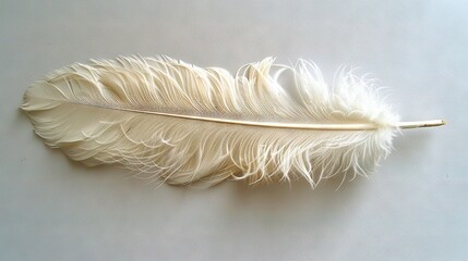   A clear image shows a single white feather on a white background The feather has an additional feather on its tip, which in turn has another feather on its tip