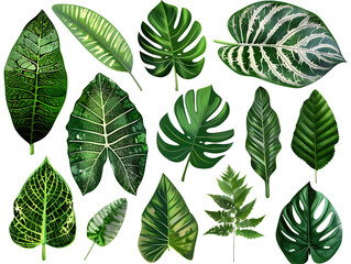 Green Leaf Illustration Collection - 15 Tropical and Exotic Leaves