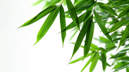 Obraz premium wide closeup photo of natural green color fresh bamboo branch in white background with blank text space 