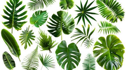 Tropical Leaf Illustration - Collection of Green Leaves on Black Background