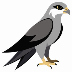 Detailed Mississippi Kite Bird Illustration in Vector Format