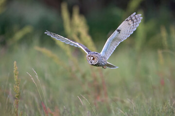 Long-eared owl (Asio otus)