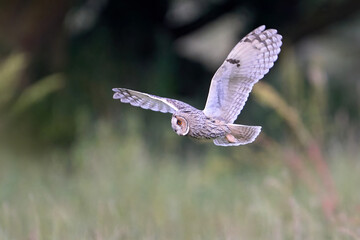 Long-eared owl (Asio otus)