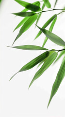 Fototapeta premium wide closeup photo of natural green color fresh bamboo branch in white background with blank text space 
