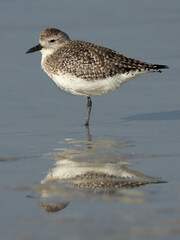 Grey plover and refleciton on water at Busaiteen coast of Bahrain