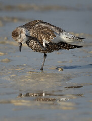 Grey plover preening at Busaiteen coast of Bahra