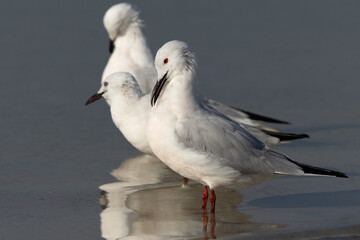 Slender-billed gulls in breeding plumage at Busaiteen coast, Bahrain