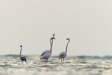 Greater Flamingos in the morning hours at Asker coast, Bahrain